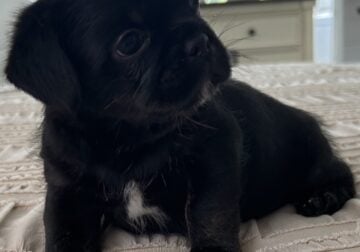 Prapso Shih tzu short hair