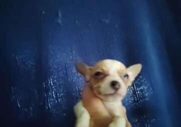 Tiny blonde white female Chihuahua puppy