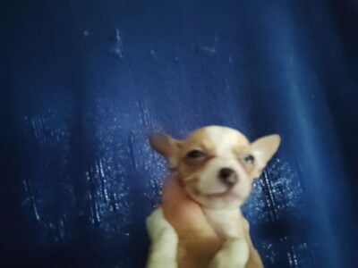 blonde white female Chihuahua puppy