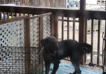 Chesapeake/Poodle/Golden mix male 1 year old July