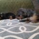 Dachshund Chihuahua mix