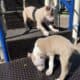 Blue Nose Pitbull Terrier Puppies UKC
