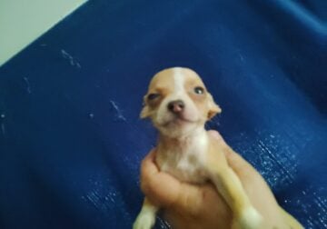 Tiny blonde and white Chihuahua puppy
