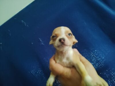 blonde and white Chihuahua puppy