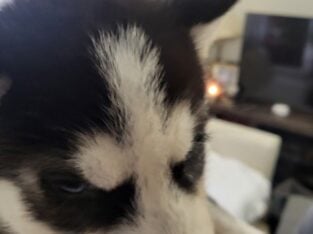 Husky with different colored eyes