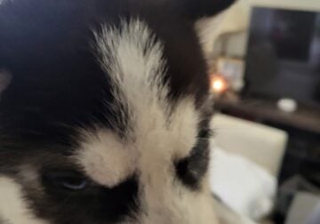 Husky with different colored eyes
