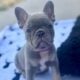French bulldog puppies