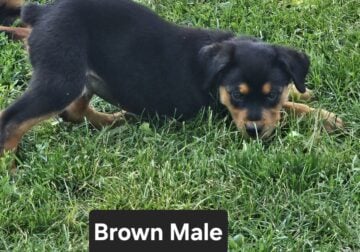 Akc Male Rottweilers Pups
