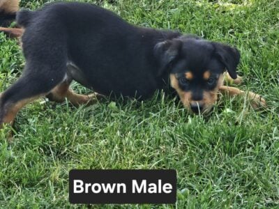 Akc Male Rottweilers Pups
