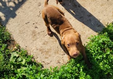 Free pups