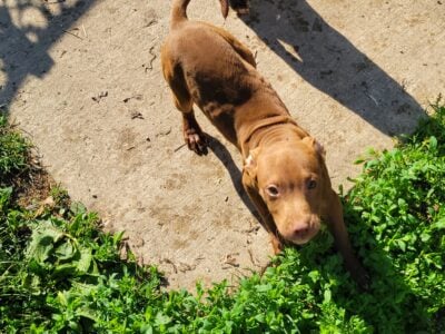 Free pups