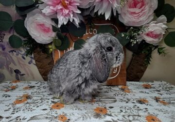 Chinchilla doe