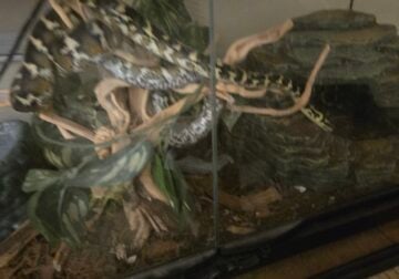 Australian Carpet Python