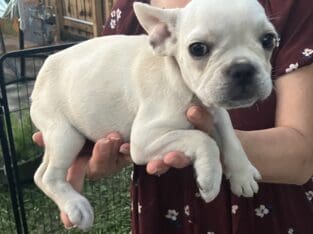 💥 French Bulldog Puppies – 12 Weeks – Vet Checked