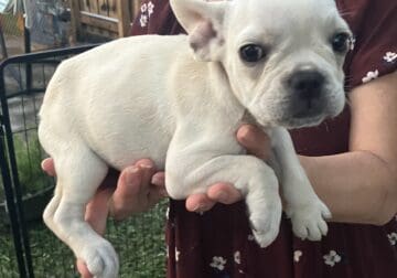 💥 French Bulldog Puppies – 12 Weeks – Vet Checked