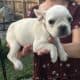 💥 French Bulldog Puppies – 12 Weeks – Vet Checked