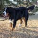Full AKC Registration – Beau