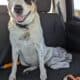 Zoie needs a home
