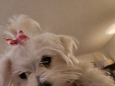Maltese Female