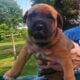 Cane Corso / Great Dane