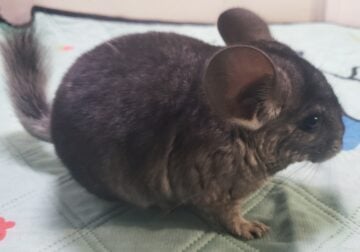 Baby male chinchilla 3 months