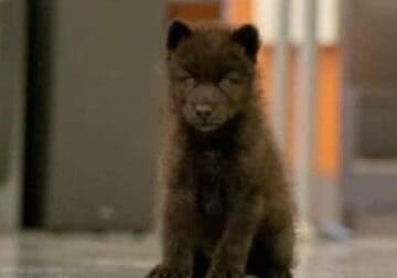 95%+ gorgeous black phase female high content wolf