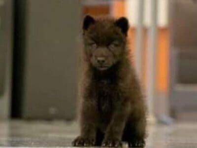 95%+ gorgeous black phase female high content wolf