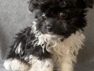 Maverick – Adorable Male ShiChi Puppy