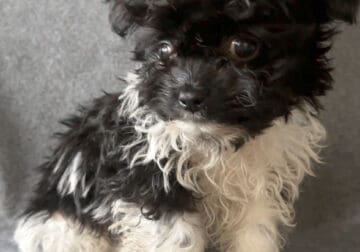 Maverick – Adorable Male ShiChi Puppy