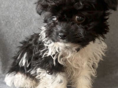 Maverick – Adorable Male ShiChi Puppy