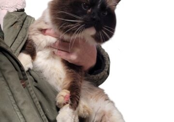 Here is Misha Petro, and adult Ragdoll male