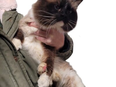 Here is Misha Petro, and adult Ragdoll male