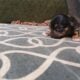 Dachshund Chihuahua mix