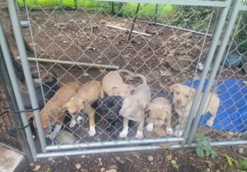 8 beautiful pit puppies