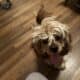 18 month old American Cocker Spaniel for sell