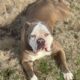 OLDE ENGLISH BULLDOGGE – FEMALE – 2YRS OLD