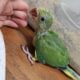 Male Indian Ringneck