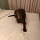 3year old Chocolate Lab