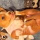 Peaches Unique Mini Weenies Dachshund Puppy