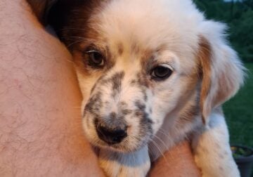 Aussie Mix Puppies