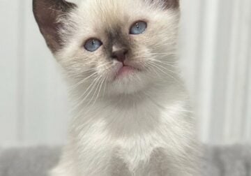 Siamese kitten