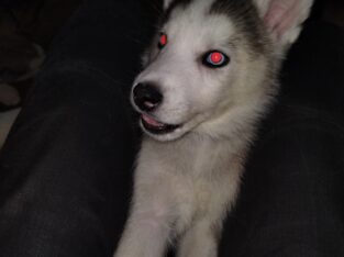 Digger 12 week old husky