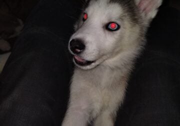 Digger 9 week old husky