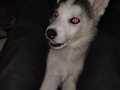 Digger 9 week old husky