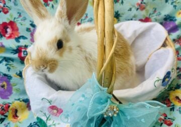 Baby Bunnies for sale $20
