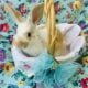 Baby Bunnies for sale $20