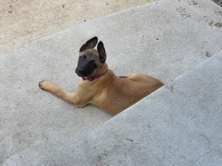 Belgian Malinois Puppies