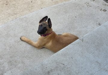 Belgian Malinois Puppies