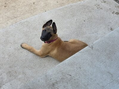 Belgian Malinois Puppies