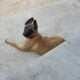 Belgian Malinois Puppies